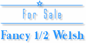 For Sale - Fancy 1/2 Welsh