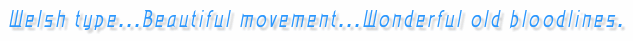 Welsh type...Beautiful movement...Wonderful old bloodlines.